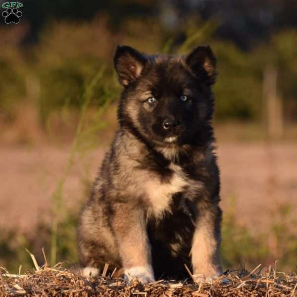 Betsy, Shepsky Puppy